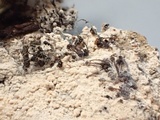 Melanospora lagenaria image