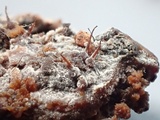 Melanospora lagenaria image