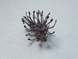 Melanospora lagenaria image