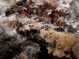 Melanospora lagenaria image
