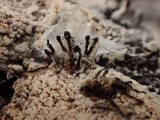 Melanospora lagenaria image