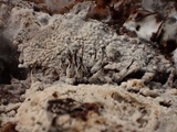Melanospora lagenaria image