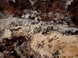 Melanospora lagenaria image
