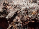 Melanospora lagenaria image
