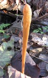 Macrotyphula fistulosa var. fistulosa image