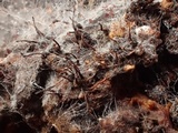 Melanospora lagenaria image