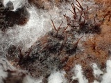 Melanospora lagenaria image
