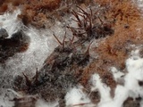 Melanospora lagenaria image