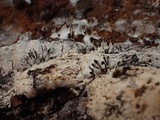 Melanospora lagenaria image