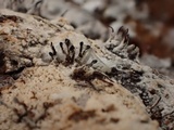 Melanospora lagenaria image