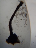 Melanospora lagenaria image