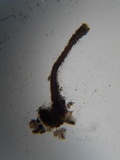 Melanospora lagenaria image