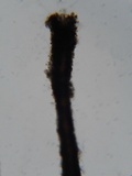 Melanospora lagenaria image