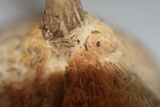 Lentinellus micheneri image
