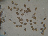 Melanospora lagenaria image