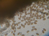Melanospora lagenaria image
