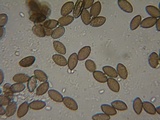 Melanospora lagenaria image