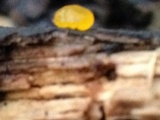 Dacrymyces stillatus image