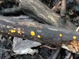 Dacrymyces stillatus image