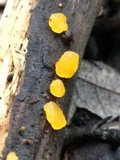 Dacrymyces stillatus image