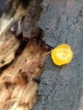 Dacrymyces stillatus image