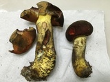 Boletus subluridellus image