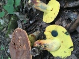 Lanmaoa pseudosensibilis image