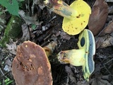 Lanmaoa pseudosensibilis image