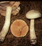 Entoloma grande image