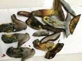 Lanmaoa pseudosensibilis image
