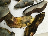 Lanmaoa pseudosensibilis image