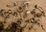 Mycena alnicola image