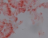 Mycena alnicola image