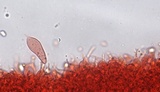 Mycena alnicola image