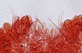Mycena alnicola image