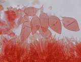 Mycena alnicola image