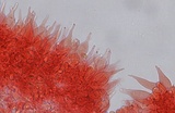 Mycena alnicola image