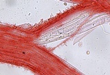 Mycena alnicola image