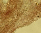 Mycena alnicola image