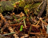Crinipellis piceae image