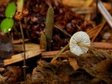 Crinipellis piceae image