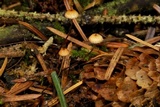 Crinipellis piceae image