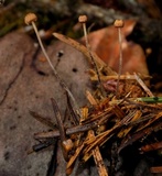 Crinipellis piceae image