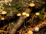 Crinipellis piceae image