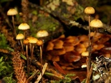 Crinipellis piceae image