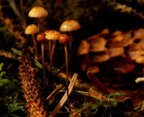Crinipellis piceae image