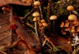 Crinipellis piceae image
