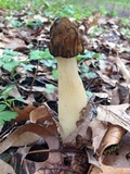 Morchella punctipes image