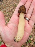 Morchella punctipes image
