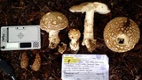 Amanita pantherinoides image